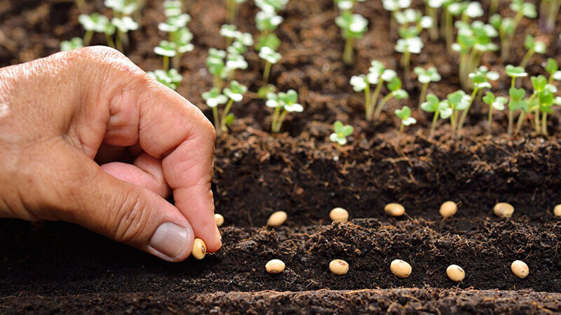 hand planting a row of seeds in the ground with seedlings growing in the background.