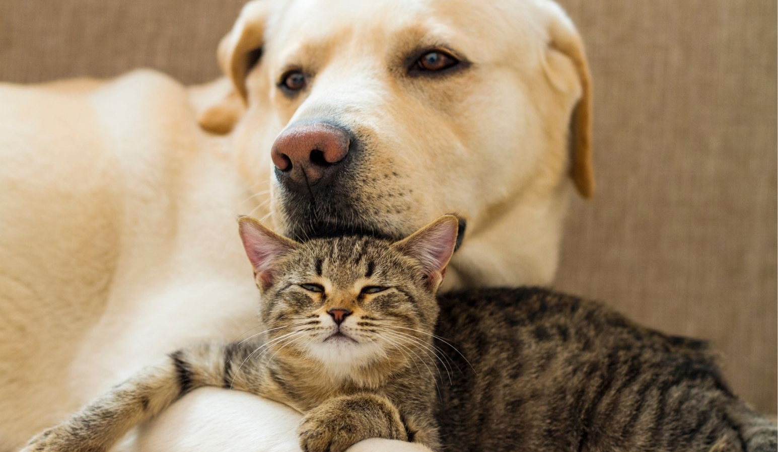 large dog and small cat cuddling together