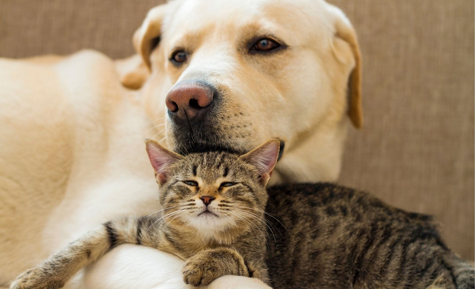 yellow Labrador dog resting its head on a cute tabby cat